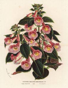 Achimenantha x naegelioides, vaaleanpunainen ja kultainen lajike. Plectopoma naegelioides aureo-roseum. Käsin väritetty litografia Louis van Houtten ja Charles Lemairen teoksesta Flowers of the Gardens and Hothouses of Europe, Flore des Serres et des Jardi tekijältä Unbekannter Künstler
