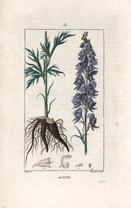 Aconit - Lambertin kaiverrus Pierre Jean Francois Turpinin (1775-1840) piirroksen mukaan, teoksesta La flore medicale, de Chaumeton, Poiret et Chamberet, Pariisi 1830 - Munkkiniemi, Aconitum napellus, jossa on kukkia, lehtiä ja juuria - Lambertin kaiverrus tekijältä Unbekannter Künstler