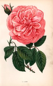 Aatamin ruusu, teeruusun lajike, jonka herra Adam Reimsistä kasvatti vuonna 1838. F. Grobon on piirtänyt ja litografoinut kromolitografian Hippolyte Jamainin ja Eugene Forneyn teoksesta "Les Roses", Pariisi, J. Rothschild. tekijältä Unbekannter Künstler