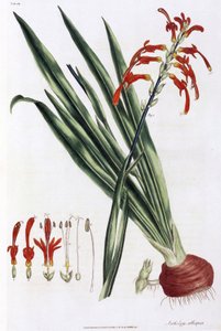 Afrikkalainen maissililja (African Corn Lily tai Antholyza aethiopica) tekijältä Unbekannt