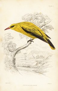 Afrikkalainen kultapiipari, Oriolus auratus. William Lizarsin käsin väritetty teräskaiverrus William Swainsonin mukaan Sir William Jardinen Naturalist