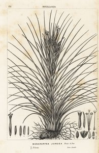 Ilmakasvi, Tillandsia juncea (Bonapartea juncea). Käsin väritetty litografia Louis van Houtten ja Charles Lemairen teoksesta Flowers of the Gardens and Hothouses of Europe, Flore des Serres et des Jardins de l