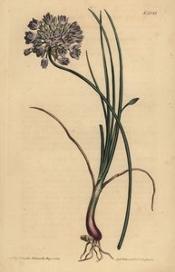 Allium starryum (Jonquil-lehtinen valkosipuli tekijältä Unbekannt