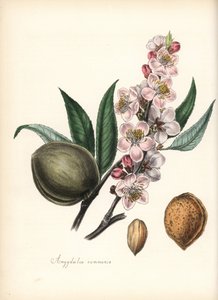 Manteli - Yleinen manteli, Prunus amygdalus (Amygdala communis), kukinto, lehti, hedelmä ja siemen (pähkinä). Chabotsin käsin värittämä sinkografia, jonka on piirtänyt neiti M. A. Burnett teoksesta "Plantae Utiliores: or Illustrations of Useful Plants", Wh tekijältä Unbekannter Künstler