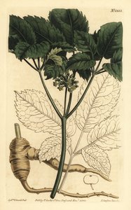 Amerikkalainen ginseng, Panax quinquefolius tekijältä Unbekannt