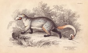 Amerikanparadoksi, Paradoxurus dubius. Philadelphian museossa olevasta yksilöstä. Lizarsin käsin väritetty teräskaiverrus Charles Hamilton Smithin kuvituksen mukaan William Jardinen Naturalist
