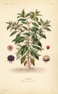 amerikkalainen kukkaro, Phytolacca americana, Phytolacca decandra, Phytolaque tekijältä Unbekannt