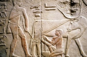 Muinainen Egypti: Saqqarah (tai Saqqara tai Sakkarah): Vanhan Imperiumin hautausmaa, aatelisten hauta. Yksityiskohta puhvelin lypsämistä kuvaavista reliefeistä.