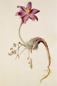 Anemone pulsatilla/Anenome pulstaille tekijältä Unbekannt