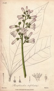 Angostura-puu, Angostura trifoliata tekijältä Unbekannter Künstler