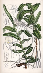 Angraecum germinyanum, Madagasvarin valkoinen orkidea. Nimetty ranskalaisen kreivi Adrien de Germinyn mukaan. Matilda Smithin (1854-1926) piirros, J.N. Fitchin litografia, Curtis Botanical Magazine, kirjoittanut Joseph Dalton Hooker, julkaissut L. Reeve an tekijältä Unbekannter Künstler