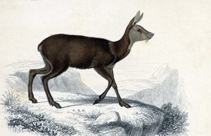 Eläinlauta: Chevrotain (Moschus Pygnueus). Mammiferes quadrupedes ruminants - teoksessa "Dictionnaire universel d