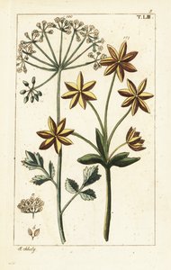 Anis tai anis, Pimpinella anisum. tekijältä Unbekannter Künstler