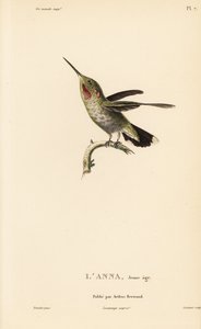 Annakolibri, Calypte anna (Ornismya anna), nuori. Coutantin käsivärillinen teräskaiverrus Jean-Gabriel Pretren kuvituksen mukaan, joka on peräisin Rene Primevere Lessonin teoksesta Natural History of the Colibri Genus of Hummingbirds. tekijältä Unbekannter Künstler
