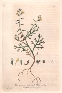 Vella annua (Vella annua) - Isaac Russellin kasvitieteellinen laatta, kaiverrettu Charles Matthewsin toimesta, William Baxterin (1788-1871) teoksesta "English Botanical Phenomenes". tekijältä Unbekannter Künstler