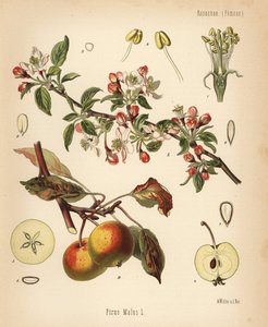 Omenapuu, Malus domestica (Pyrus malus). Kromolitografia Walther Mullerin kasvitieteellisen kuvituksen mukaan Hermann Adolph Koehlerin teoksesta Medicinal Plants, toimittanut Gustav Pabst, Koehler, Saksa. tekijältä Unbekannter Künstler