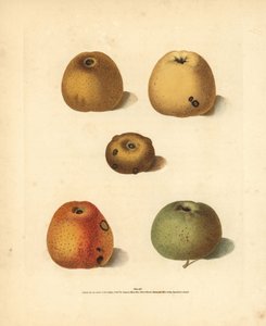 Omenalajikkeet, Malus domestica: Franklin