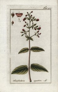 Vesikirvinen (Scrophularia aquatica). Litografia Johannes Zornin (1739-1799) teoksesta "Afbeelding der Artseny-Gewassen", Alankomaat. tekijältä Unbekannter Künstler