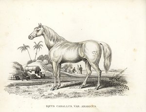 Arabianhevonen, Equus caballus var. arabicus. Sen kyljessä Napoleonin merkki, ranskalaisia sotilaita ja tykkejä Pohjois-Afrikan taistelukentällä. Käsinväritetty litografia Georg Friedrich Treitschken luonnonhistoriallisesta galleriasta, Naturhistor. tekijältä Unbekannter Künstler