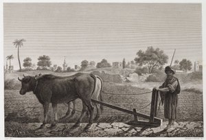 Peltoviljely, kyntö, kyntö härkien kanssa, Egypti, n. 1798 tekijältä Unbekannt