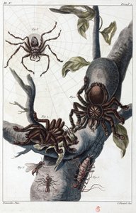 Surinamen lintuja syövä hämähäkki ja tarantula tekijältä Unbekannt