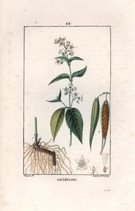 Asclepiade ou herbe à la wadding ou herbe aux parruches - Lambert filsin kaiverrus Pierre Jean Francois Turpinin (1775-1840) piirroksesta, otettu teoksesta La flore medicale, Chaumeton, Poiret et Chamberet, Pariisi 1830 - Pääskynsisara, Vincetoxicum hirund tekijältä Unbekannter Künstler