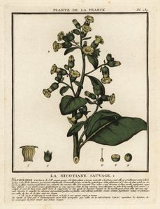 Aztec-tupakka, Nicotiana rustica. tekijältä Unbekannter Künstler