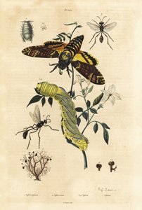 Pallojäkälä, Sphaerophorus globulus 1, Dynamene-äyriäinen 2, kaivaja-ampiaiset, Sphex-lajit 3,4 ja afrikkalainen kuolonpäähaukka, Acherontia atropos ja toukka 5 tekijältä Unbekannt