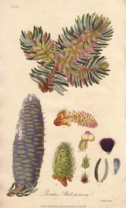 Balsamikuusi (Abies balsamea) - William Clarken vahva vesi kuvittaa John Stephensonin ja James Morss Churchillin "Medical Botanical, Description of the Medicinal Plants of London, Edinburgh and Dublin" -teosta, jonka John Churchill julkaisi Lontoossa vuonn tekijältä Unbekannter Künstler