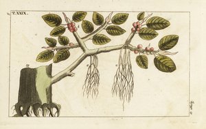 Banyan viikunapuu ilmajuurilla, Ficus benghalensis. tekijältä Unbekannter Künstler