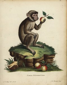 Barbaariapina tai makakki, Macaca sylvanus. Uhanalainen. Simia silvanus Linn. C.D. Henningin käsin värjätty kuparikaiverrus C. J. G. Reussin luonnosta piirtämän kuvituksen mukaan Johann Christian Daniel Schreberin teoksesta Animal Illustrations after Natur tekijältä Unbekannter Künstler