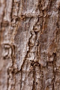 Bark II (valokuva) tekijältä Unbekannter Künstler