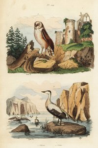 Pöllö, Tyto alba ja haahka, Somateria mollissima tekijältä Unbekannt