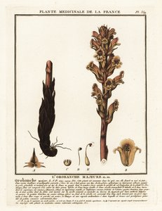 Bedstraw broomrape; Orobanche caryophyllacea. tekijältä Unbekannter Künstler