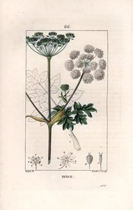Berce ou charavie - Lambert filsin kaiverrus Pierre Jean Francois Turpinin (1775-1840) piirroksen mukaan, teoksesta La flore medicale, de Chaumeton, Poiret et Chamberet, Pariisi 1830 - Rohto-ohdake tai lehmänpastilli, Heracleum sphondylium - Lambert J tekijältä Unbekannter Künstler