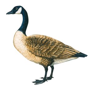finnish tekijältä Unbekannter Künstler