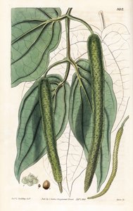 Betel - Betel-pippuri, Piper betle. Swanin käsin tekemä kuparikaiverrus pastori L. Gouldingin kuvituksen mukaan Samuel Curtisin "Botanical Magazine" -lehdestä, Lontoo. tekijältä Unbekannter Künstler