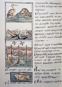 Lintujen metsästys järvelle, sivu Firenzen Codexista, kaksikielinen versio espanjaksi ja nahuatliksi, General History of the Things of New Spain, espanjalainen lähetyssaarnaaja Fray Bernardino de Sahagun (1499-1590). Atsteekkien sivilisaatio tekijältä Benjamin Baud