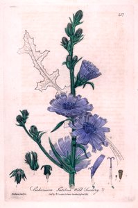 Bitter Chicoree (Cichorium intybus) Kasvitieteellinen laatta William Baxterin ja Charles Mathewsin "British Phaenogamous Botany" -teoksesta 1841. tekijältä Unbekannter Künstler