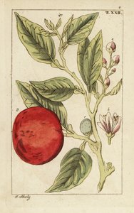 Karvas appelsiini tai Sevillan appelsiini, Citrus x aurantium. tekijältä Unbekannter Künstler