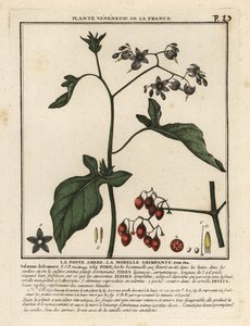 katkeransuloinen yösuoma, Solanum dulcamara. tekijältä Unbekannter Künstler