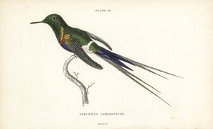 Mustapyrstötiainen, Discosura langsdorffi (Langsdorffin kolibri, Trochilus langsdorffii). William Lizarsin käsin väritetty teräskaiverrus Sir William Jardinen Naturalist
