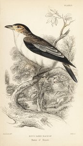 Mustakurkku-uikku, Tityra inquisitor (Rufos-eared black-cap, Psaris erythrogenys). William Lizarsin käsin värjätty teräskaiverrus William Swainsonin kuvituksen mukaan Sir William Jardine