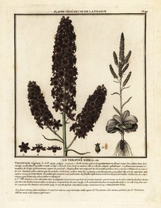 Fals el·lèbor negre, Veratrum nigrum. finlandès tekijältä Unbekannter Künstler