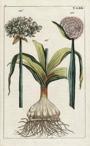 Musta valkosipuli, Allium nigrum 186, ja sipuli, Allium cepa, sipuli 187 ja kukka 188. Käsinväritetty kuparikaiverrus kasvitieteellisestä kuvituksesta G. T. Wilhelmin teoksesta "Unterhaltungen aus der Naturgeschichte" (Luonnonhistorian tietosanakirja). tekijältä Unbekannter Künstler
