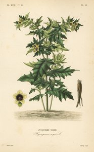 Musta kananpoika tai haiseva yövoide, Hyoscyamus niger, Jusquiame noire tekijältä Unbekannt