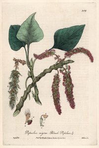 Mustapoppeli, liard tai piboule (Populus nigra) - Isaac Russellin kasvitieteellinen taulu, kaiverrettu Charles Matthewsin toimesta, otettu William Baxterin (1788-1871) teoksesta "English Botanical Phenomenes". tekijältä Unbekannter Künstler