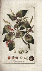 Mustapippuri (Piper nigrum). Litografia Johannes Zornin (1739-1799) teoksesta "Afbeelding der Artseny-Gewassen", Alankomaat. tekijältä Unbekannter Künstler