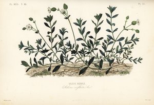 Virtsarakon mestari, Silene vulgaris, Silene inflata, Silene renfle tekijältä Unbekannt