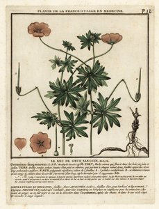 Verinen kurkun nokka, Geranium sanguineum. tekijältä Unbekannter Künstler
